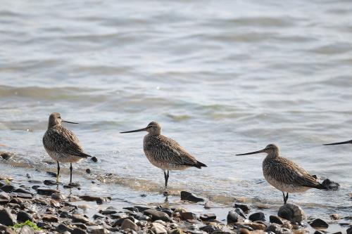 남당리 소식(각종 도요새)