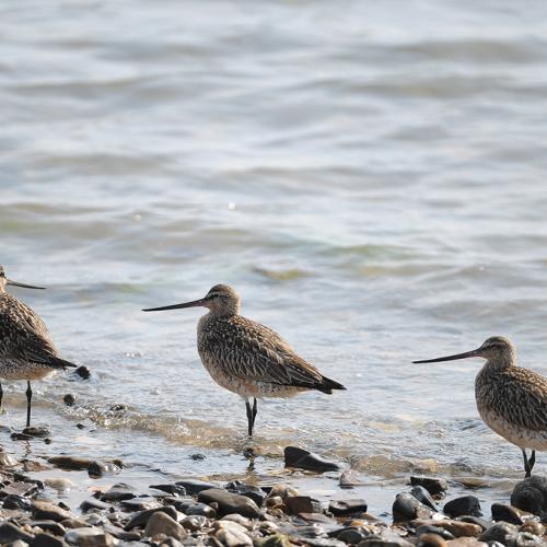 남당리 소식(각종 도요새)
