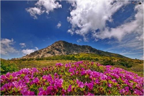 한라산 철쭉