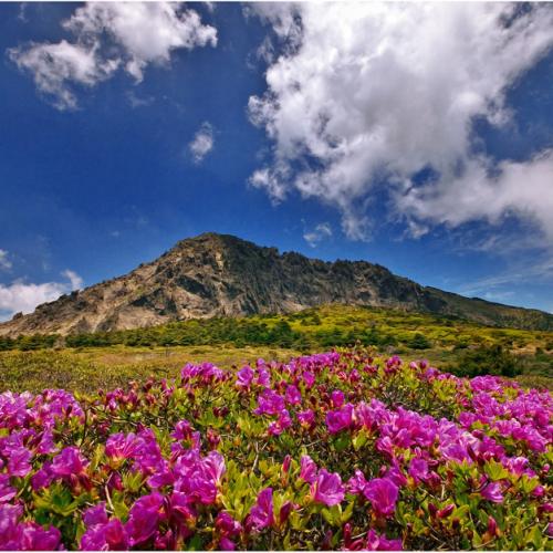 한라산 철쭉