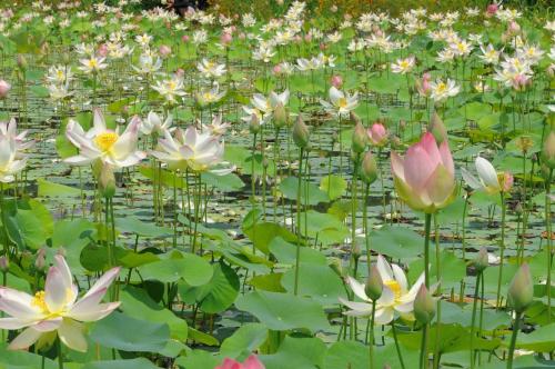 궁남지 연꽃입니다...