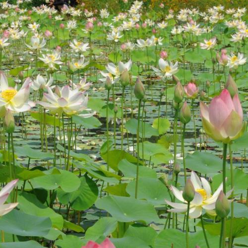 궁남지 연꽃입니다...