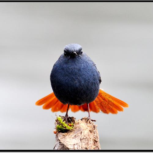 부채꼬리바위딱새