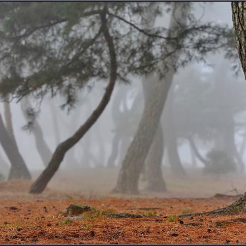 솔밭의 아침2