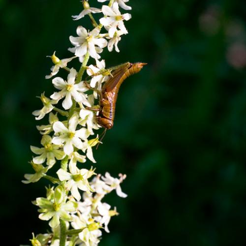 메뚜기류와 깃동상투벌레