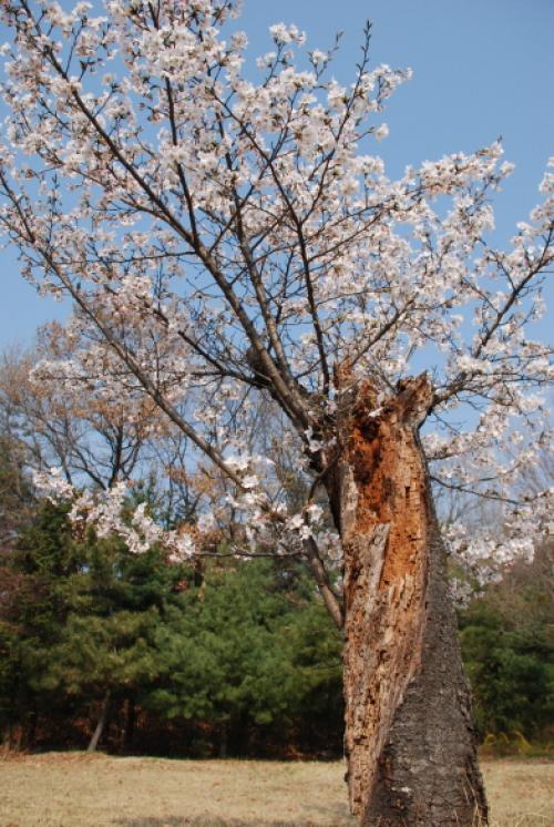 빼앗긴 들에도 봄은 오는가?