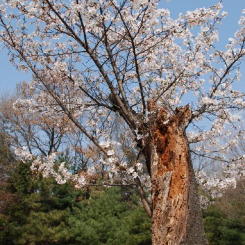 빼앗긴 들에도 봄은 오는가?