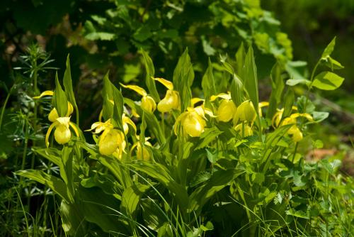 황금복주머니란