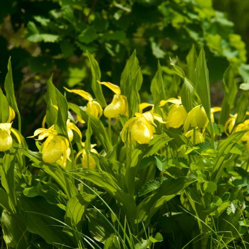 황금복주머니란