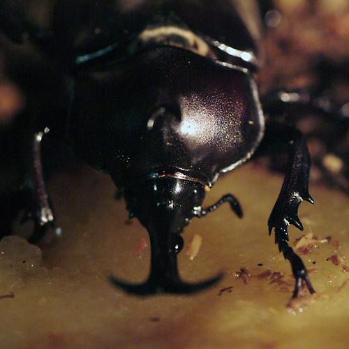 오늘 아침엔219탄(장수풍뎅이)