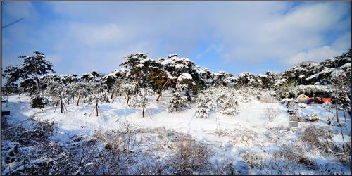 눈 내린 솔밭
