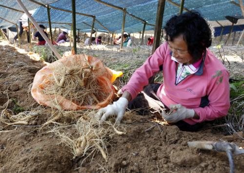 인삼 수확