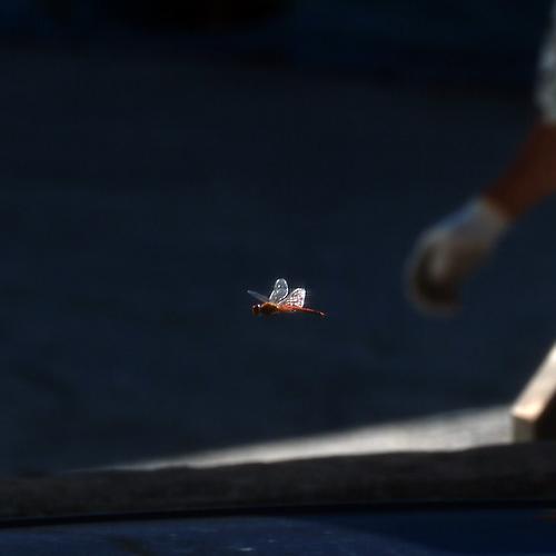 오늘 아침엔218탄(잠자리 날다)