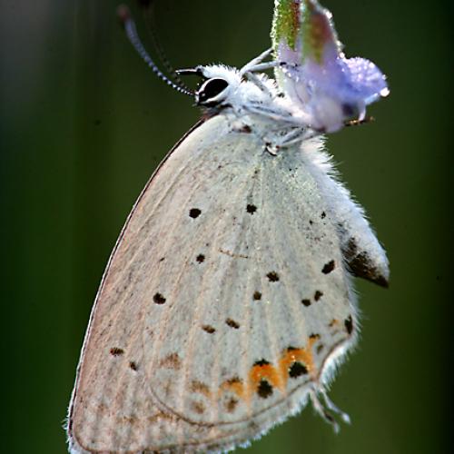 오늘 아침엔159-2탄(남방부전나비와구속)