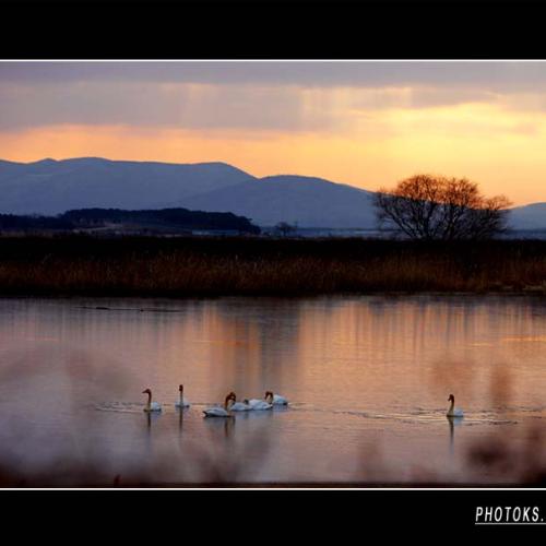 백조의 해미천.