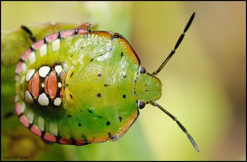 풀색노린재 약충 입니다..