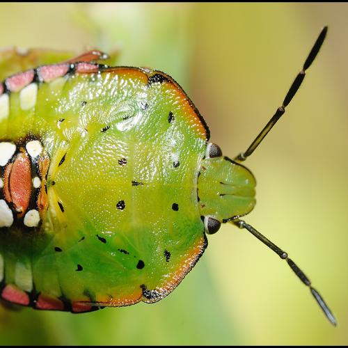 풀색노린재 약충 입니다..