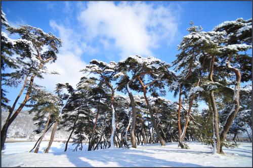 눈 내린 솔밭3