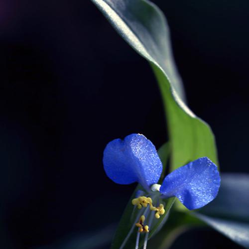 오늘 아침엔218탄(닭의장풀)