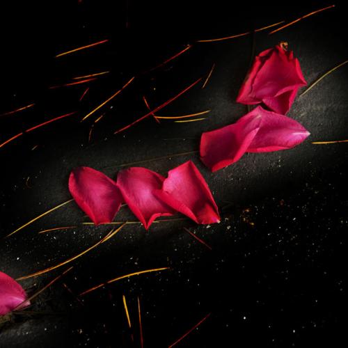 장미는 추락해도 장미다.