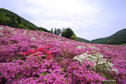 철쭉꽃 동산에서