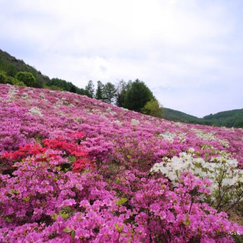 철쭉꽃 동산에서