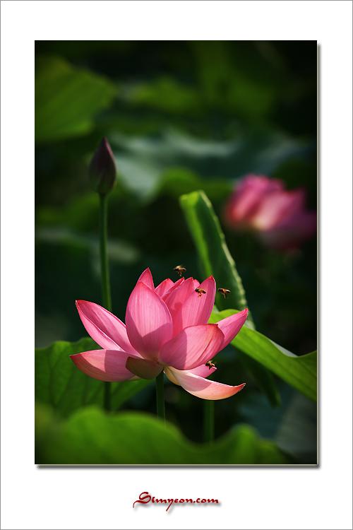 궁남지에서 만난 그 년(蓮)