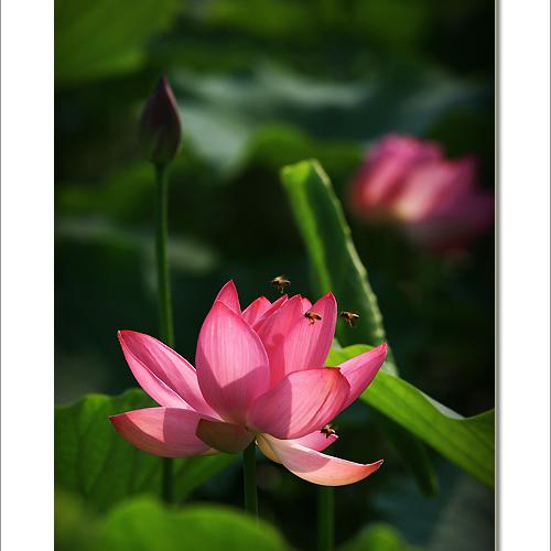 궁남지에서 만난 그 년(蓮)