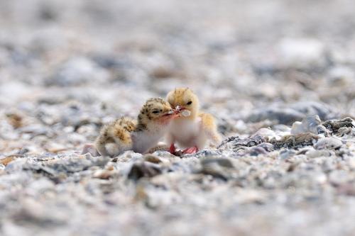 쇠제비갈매기...