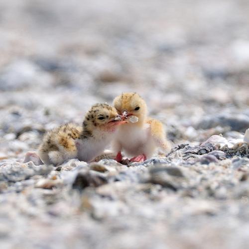 쇠제비갈매기...