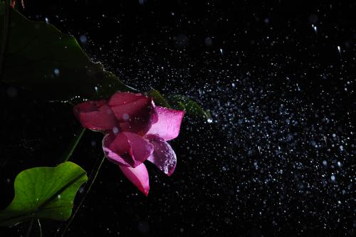 비오는날 연꽃.