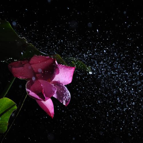 비오는날 연꽃.