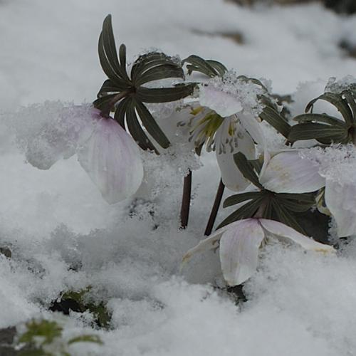 변산아가씨 만나러 갔다온 날..