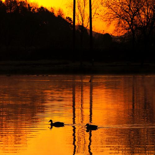 젓가락으로 오리잡기