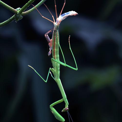 오늘 아침엔220탄(사마귀의탈피)