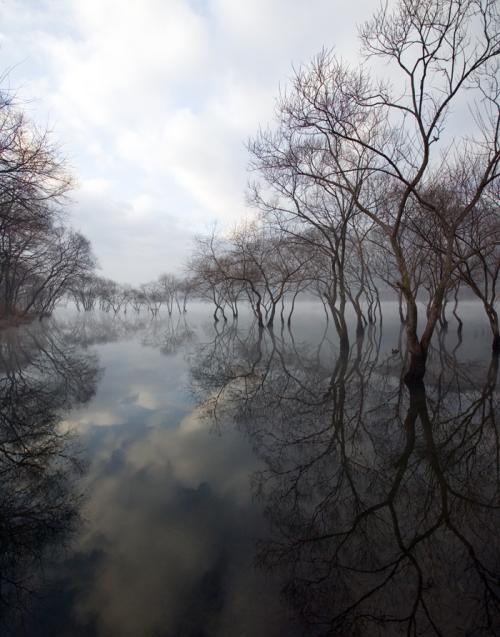 몽환의데칼코마니