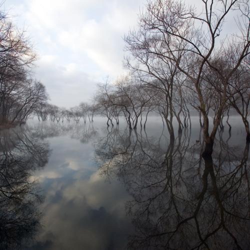 몽환의데칼코마니