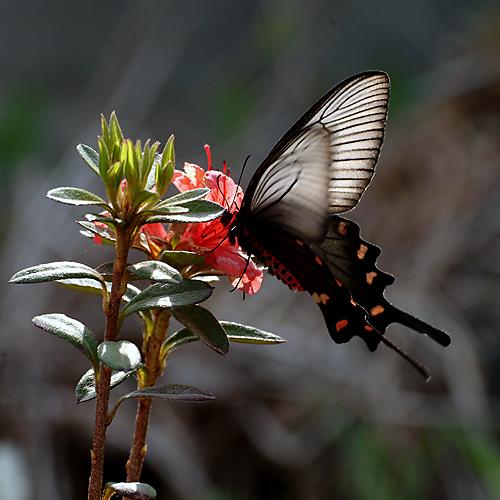 오늘 아침엔161탄(연작)