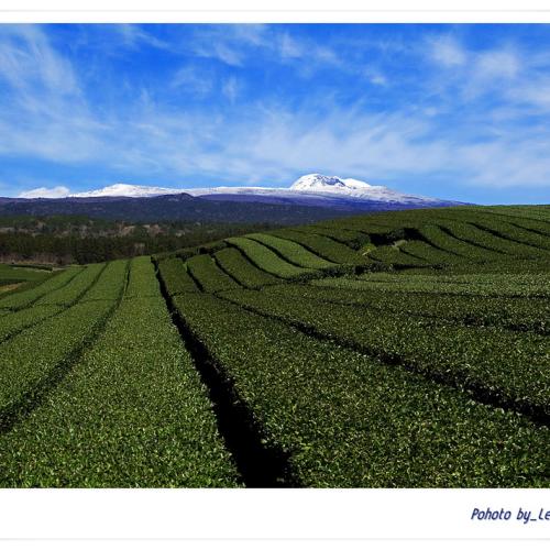 도순다원  포토샵 처리
