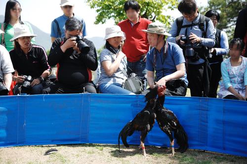 투계를 바라보는 회원님들