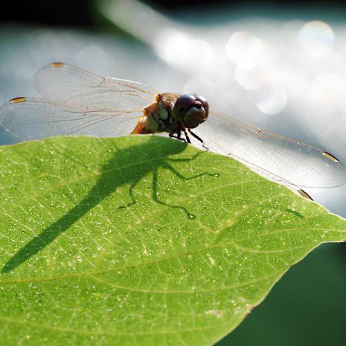 오늘 아침엔220탄 (잠자리)