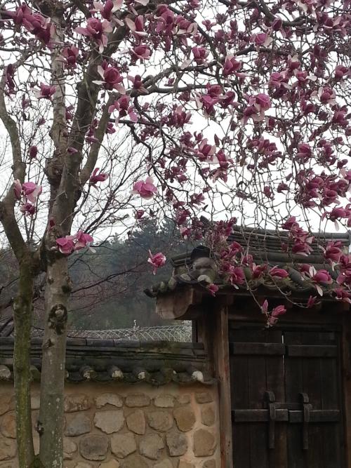 봄이 지나가네요