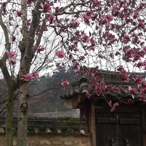 봄이 지나가네요