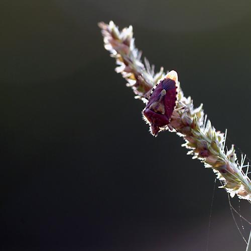 오늘 아침엔220-2탄 (역광으로)