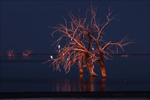 철새 잠든 염수호의 고사목