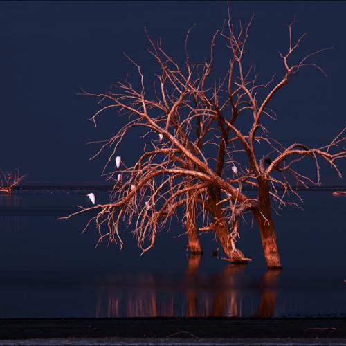 철새 잠든 염수호의 고사목
