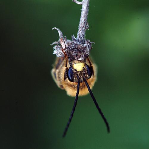 오늘 아침엔161-3탄(곤충 연작)