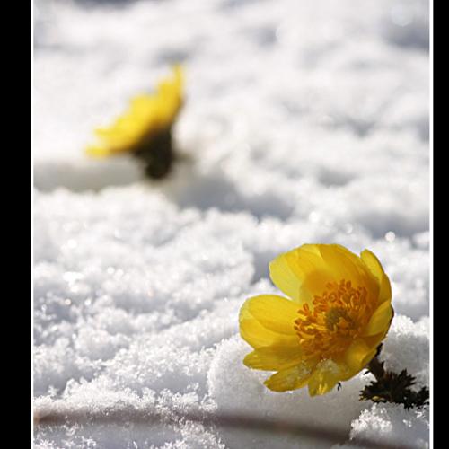 복수초.......대화