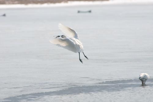 노랑부리저어새....
