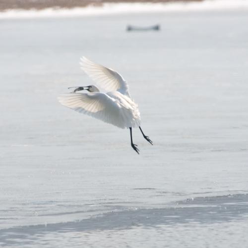 노랑부리저어새....
